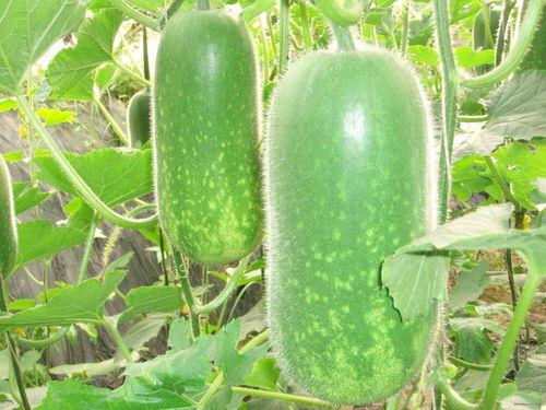 吃瓜趣味高下句,揭秘娱乐圈幕后真相