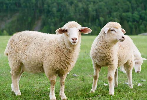 一头羊带领大家一起吃瓜,一头羊引领的欢乐吃瓜盛宴