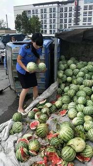 进城吃瓜,一场别开生面的“进城吃瓜”之旅