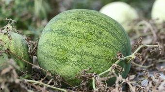 兰州事件吃瓜,揭秘背后真相，吃瓜群众围观风云变幻