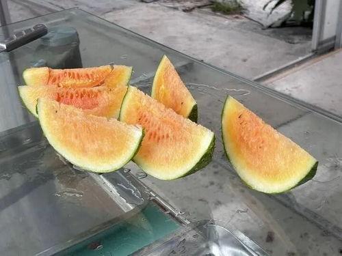 这个暑假吃的瓜,这个暑假的甜蜜回忆