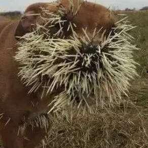 吃瓜鸟的声音,一场听觉盛宴