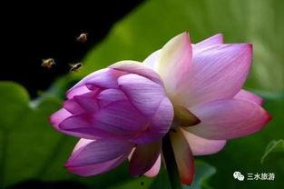 吃瓜荷花,揭秘夏日消暑美食背后的故事