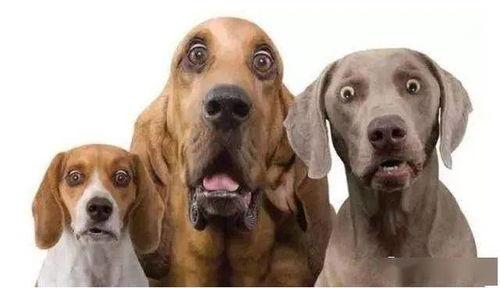 狗子站树上吃瓜,狗子站树上吃瓜的欢乐瞬间