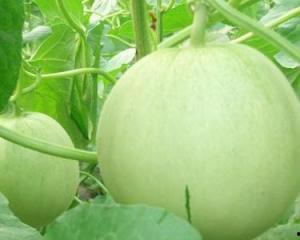 梦见吃田瓜好吗,吃田瓜的吉凶预兆