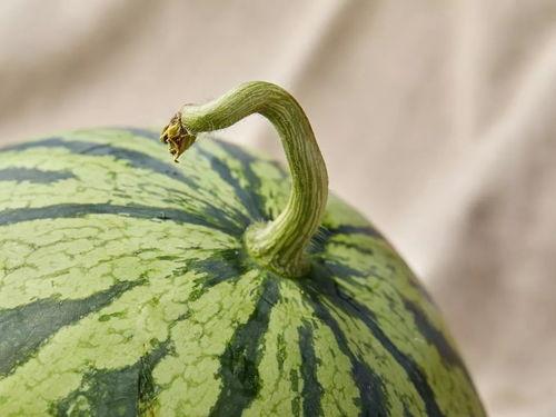 上海ppt吃瓜,揭秘幕后故事与行业风云