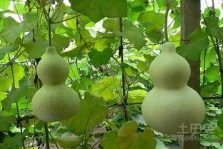 吃葫芦瓜做法大全